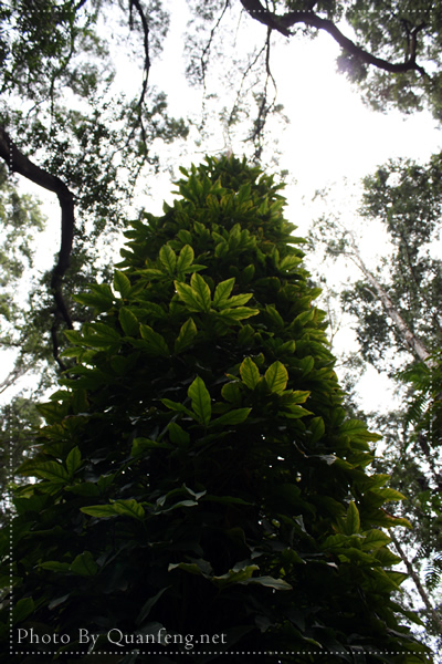 华南植特园写生