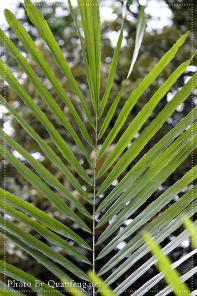 华南植特园写生